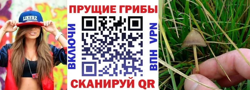 гидра онион  Чишмы  Галлюциногенные грибы ЛСД 